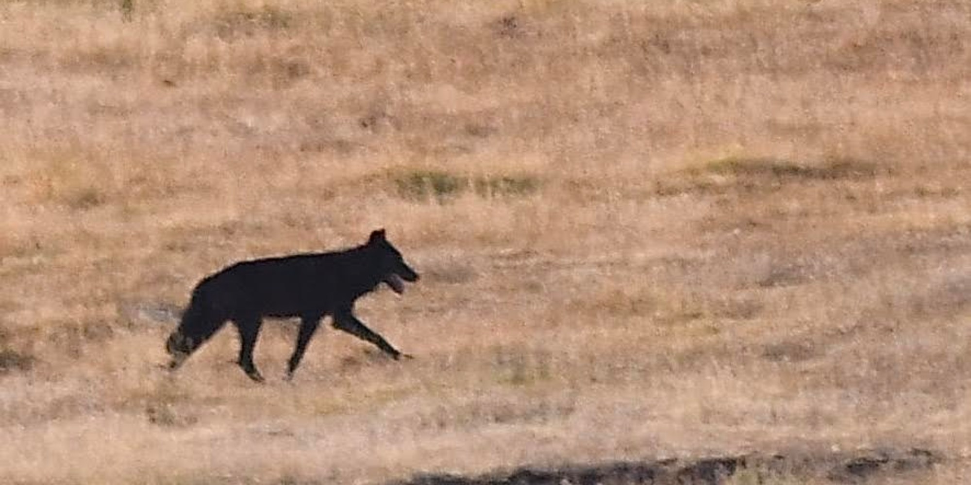 Whales in Baja waters Mexico